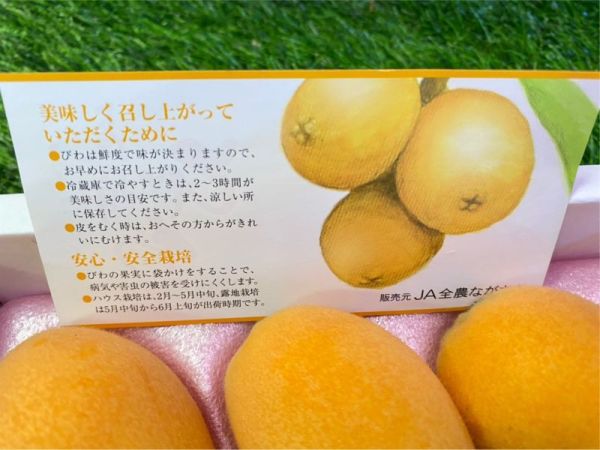 日本長崎枇杷 /原裝禮盒 9-12玉 