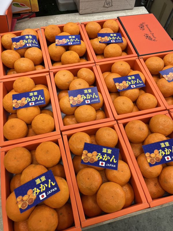 日本溫室蜜柑／愛瑪橘禮盒12-18玉／附提袋 