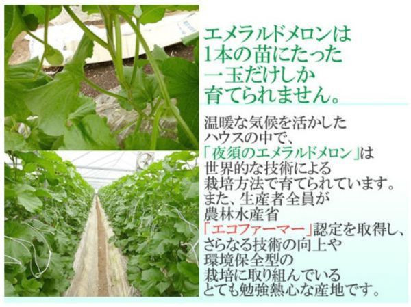 日本溫室哈蜜瓜 原裝2玉 (外箱依到貨隨機) 