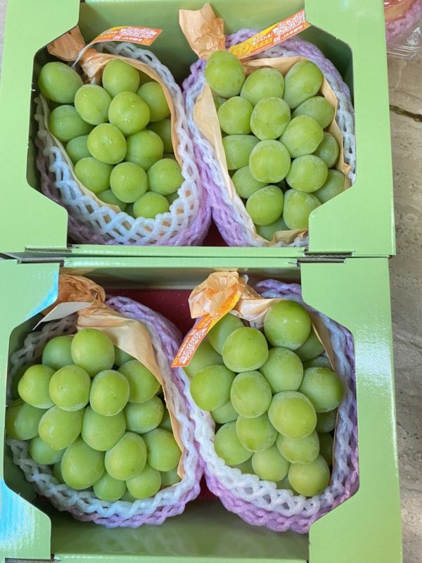 日本麝香葡萄 (8規) 