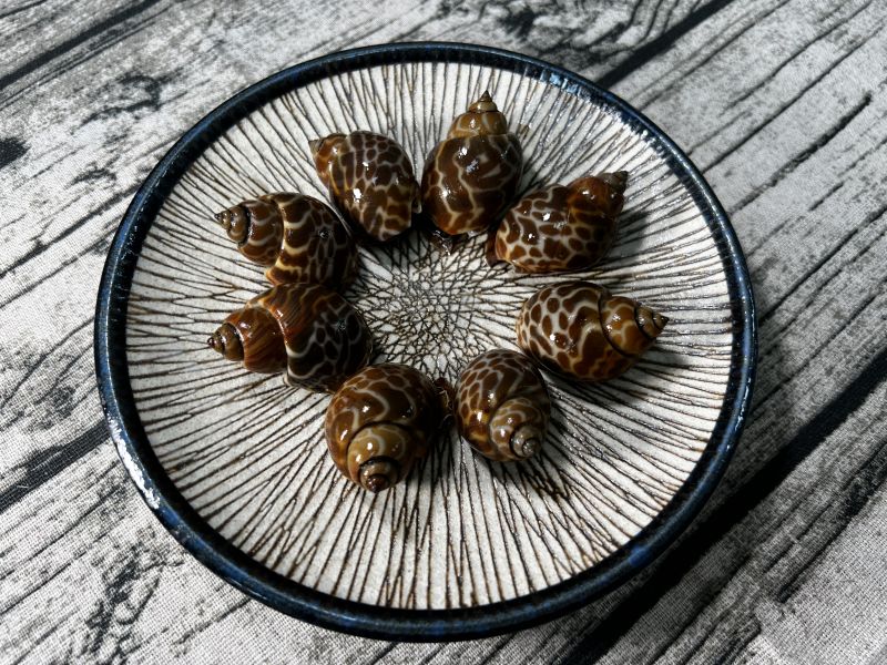 野生鳳螺300G 野生鳳螺 活凍 冷凍食材 餐廳 盤商 團購 專業代工 包裝 盛食堂超市 新北市永和區復興街81號 (02)89219626 盛佳貿易 統編90200774 群竑流通行銷 統編52941685