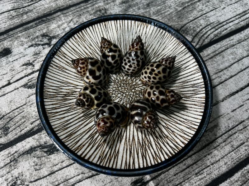 野生鳳螺300G 野生鳳螺 活凍 冷凍食材 餐廳 盤商 團購 專業代工 包裝 盛食堂超市 新北市永和區復興街81號 (02)89219626 盛佳貿易 統編90200774 群竑流通行銷 統編52941685