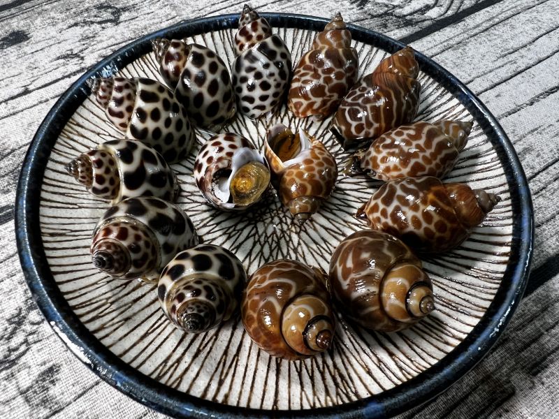 野生鳳螺300G 野生鳳螺 活凍 冷凍食材 餐廳 盤商 團購 專業代工 包裝 盛食堂超市 新北市永和區復興街81號 (02)89219626 盛佳貿易 統編90200774 群竑流通行銷 統編52941685