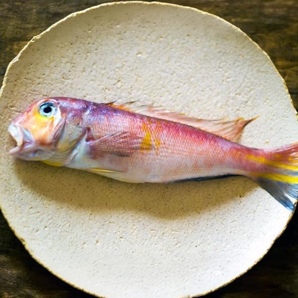 二去馬頭魚200/300G 方頭魚 紅馬頭 馬頭魚 赤甘鯛  紅甘鯛 赤鯮 冷凍食材 餐廳 盤商 團購 專業代工 包裝 盛食堂超市 新北市永和區復興街81號 (02)89219626盛佳貿易 統編90200774 群竑流通行銷 統編52941685