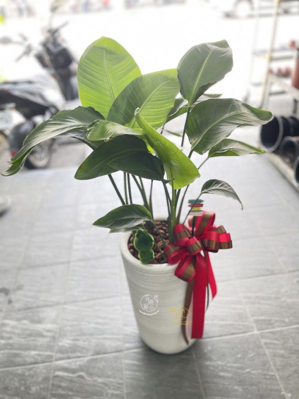 文青天堂鳥盆栽 台中鴻花花店代客送花-你有朋友或公司需要送盆栽嗎?龜背芋,虎尾蘭,天堂鳥,多肉仙人掌盆栽,工商賀禮盆栽/好照顧盆栽/開幕賀禮盆栽-居家盆栽
台中代客送花,中彰投全省代客送花