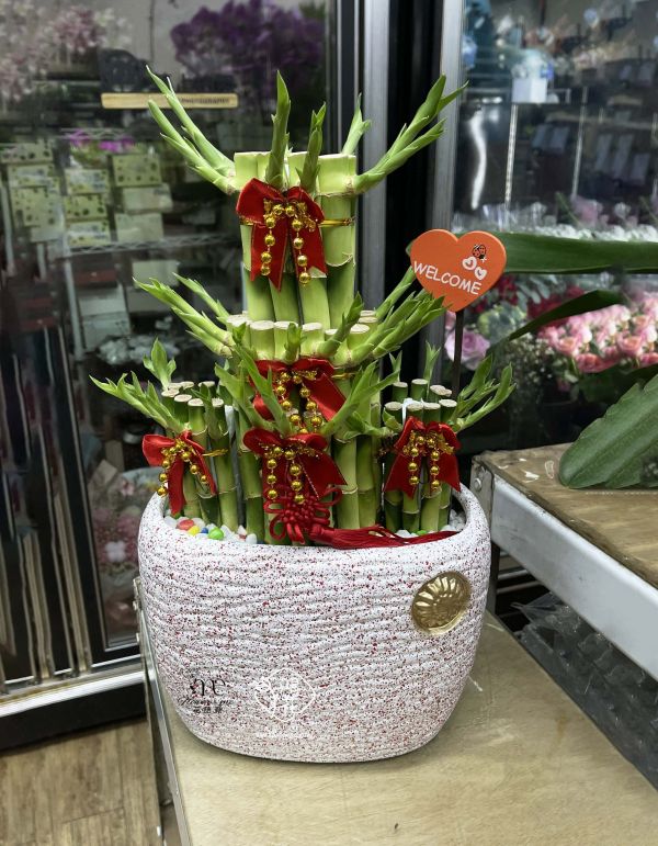 開運竹!大三節(有二種花器) 台中鴻花花店代客送花-開幕盆栽,開運竹盆栽大方有面子,節節高升開運竹,招財貓開運竹,開店,陞官,風水樹.工商賀禮盆栽/好照顧盆栽/開幕賀禮盆栽-居家盆栽,台中代客送花,中彰投全省代客送花