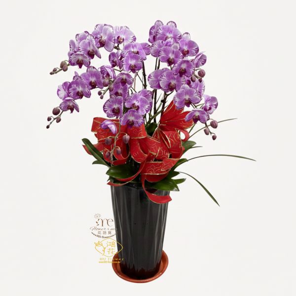 賀禮紅蝴蝶蘭花6(株)"高盆" 點我看更多 工商賀禮~開店喬遷誌慶蝴蝶蘭盆栽.紅色蝴蝶蘭!黃色蝴蝶蘭,粉色蝴蝶蘭,白色蝴蝶蘭都是你最佳的選擇鴻花花店
代客送花,全程保密.台中花店網路花店實體花店