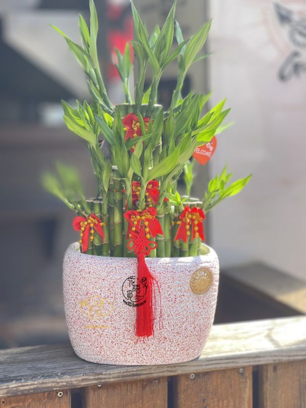 開運竹!白/粉盆5節 節節高升 台中鴻花花店代客送花-開幕盆栽,開運竹盆栽大方有面子,節節高升開運竹,招財貓開運竹,開店,陞官,風水樹.工商賀禮盆栽/好照顧盆栽/開幕賀禮盆栽-居家盆栽,台中代客送花,中彰投全省代客送花