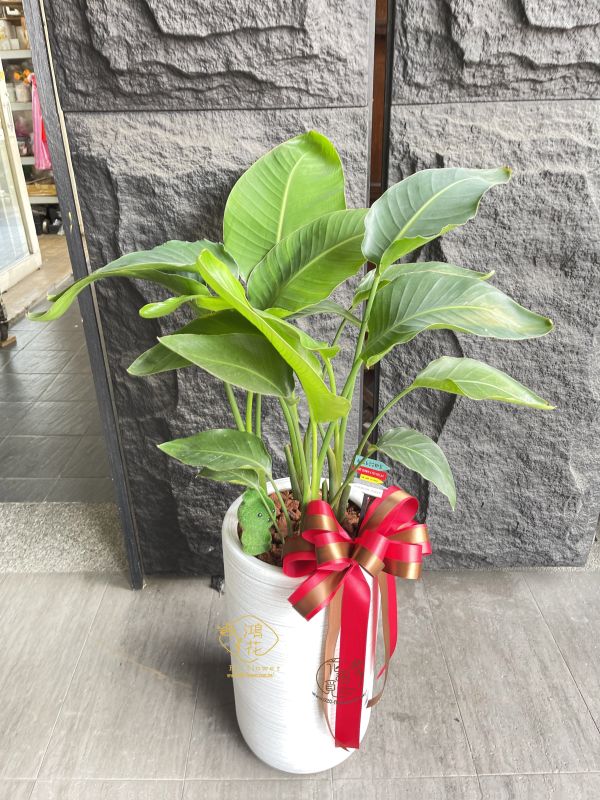 文青天堂鳥盆栽 台中鴻花花店代客送花-你有朋友或公司需要送盆栽嗎?龜背芋,虎尾蘭,天堂鳥,多肉仙人掌盆栽,工商賀禮盆栽/好照顧盆栽/開幕賀禮盆栽-居家盆栽
台中代客送花,中彰投全省代客送花
