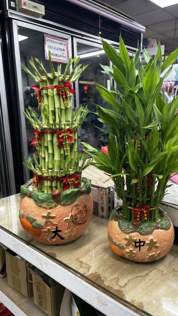 開運竹!大吉大利(大高) 台中鴻花花店代客送花-開幕盆栽,開運竹盆栽大方有面子,節節高升開運竹,招財貓開運竹,開店,陞官,風水樹.工商賀禮盆栽/好照顧盆栽/開幕賀禮盆栽-居家盆栽,台中代客送花,中彰投全省代客送花