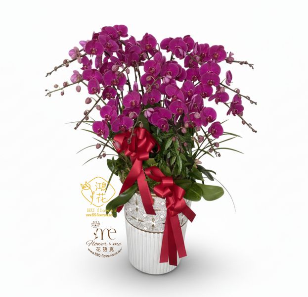 喜氣紅色蝴蝶蘭15顆(株)高盆白金色 工商賀禮~開店喬遷誌慶蝴蝶蘭盆栽.紅色蝴蝶蘭!黃色蝴蝶蘭,粉色蝴蝶蘭,白色蝴蝶蘭都是你最佳的選擇鴻花花店
代客送花,全程保密.台中花店網路花店實體花店