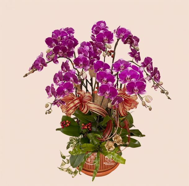 蝴蝶蘭花桌上型盆栽..請點我看更多 工商賀禮~開店喬遷誌慶蝴蝶蘭盆栽.紅色蝴蝶蘭!黃色蝴蝶蘭,粉色蝴蝶蘭,白色蝴蝶蘭都是你最佳的選擇鴻花花店
代客送花,全程保密.台中花店網路花店實體花店