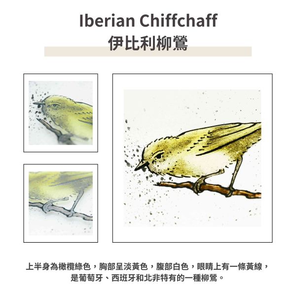 Iberian Chiffchaff伊比利柳鶯 | 陽光捕手 捉光擺飾,居家裝飾,窗戶掛飾,捕夢者,花藝裝飾,陽光捕手,鑲嵌玻璃,情人節禮物,北歐風,花店