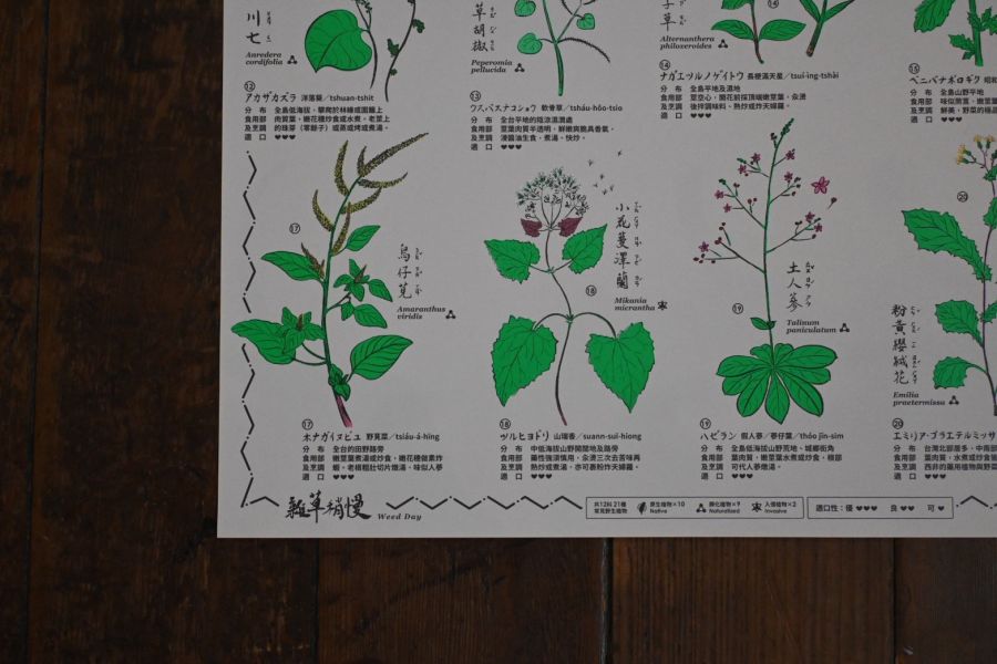 〈#臺灣食荒雜草一覽〉當代採集圖譜 Taiwan Survival Eatable Plants 