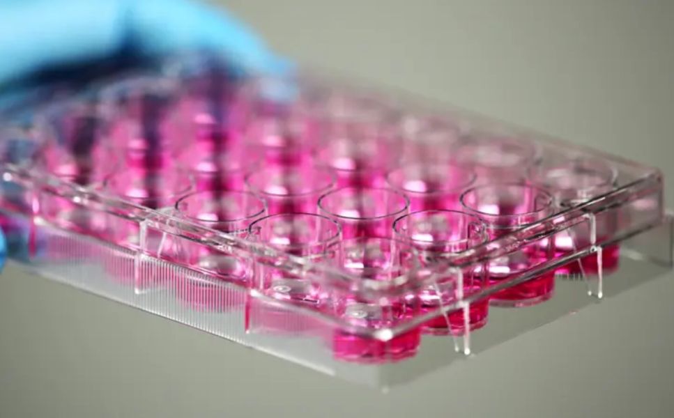NEST滅菌細胞培養盤6孔/12孔/24孔/96孔 Cell Culture Plate NEST滅菌細胞培養盤6孔/12孔/24孔/96孔 Cell Culture Plate,細胞培養盤