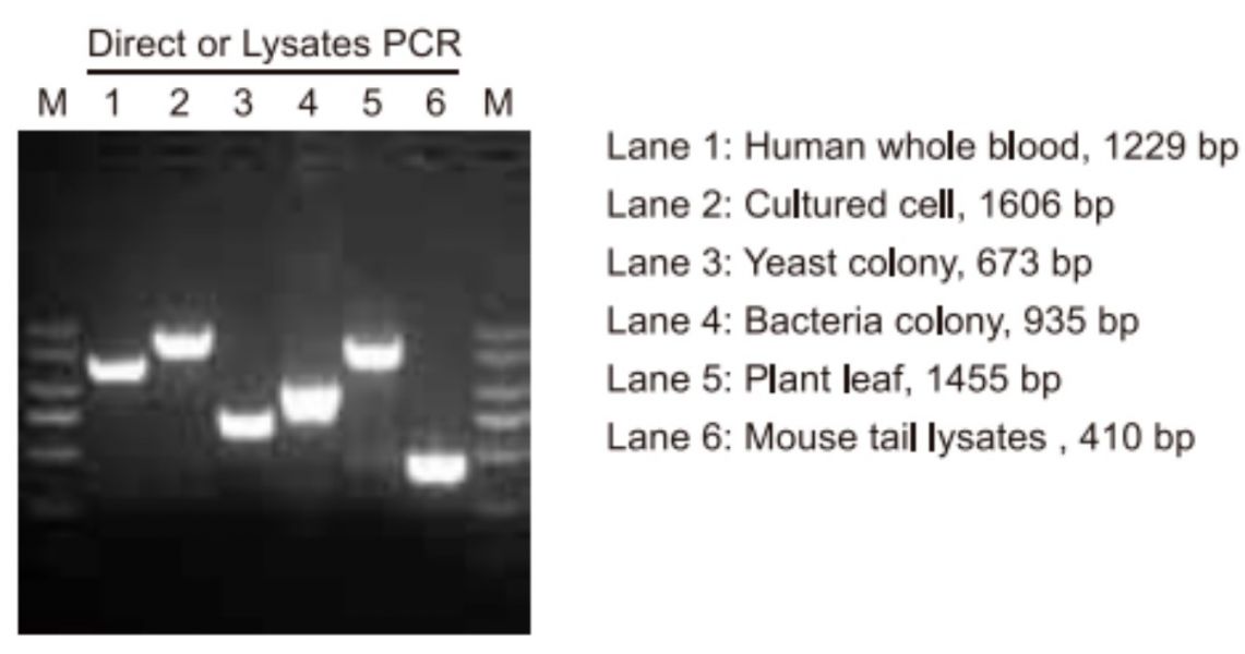 Phanta Max Super-Fidelity DNA Polymerase 超高保真高長度耐熱核酸酶 Phanta Max Super-Fidelity DNA Polymerase 超高保真高長度耐熱核酸酶,超高保真 ,長片段放大,高效率超強聚合酶,LONG PCR,DNA TAQ,HIFI TQA,