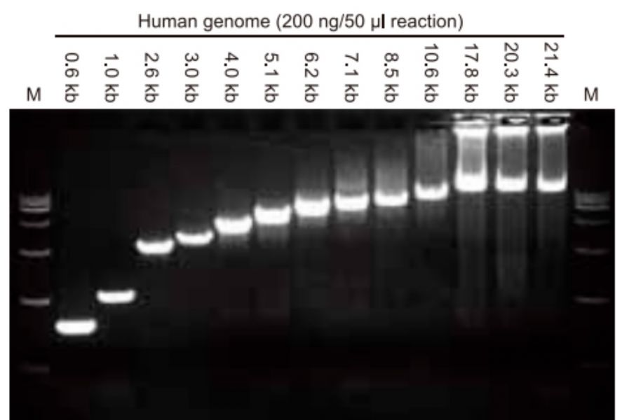 Phanta Max Super-Fidelity DNA Polymerase 超高保真高長度耐熱核酸酶 Phanta Max Super-Fidelity DNA Polymerase 超高保真高長度耐熱核酸酶,超高保真 ,長片段放大,高效率超強聚合酶,LONG PCR,DNA TAQ,HIFI TQA,