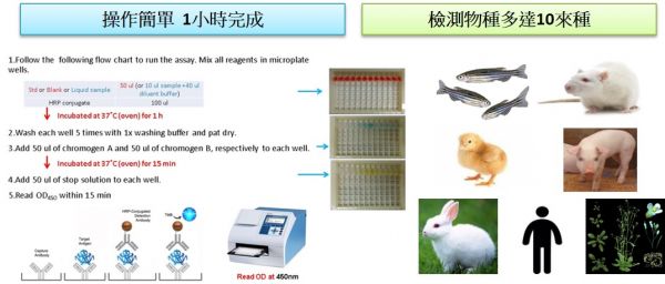 ZGEENBIO ZebraFish ROS ELISA kit 96T ZebraFish ROS ELISA kit 96T ,ELISA KIT,免疫分析套組,酵素免疫吸附試驗法試劑組
