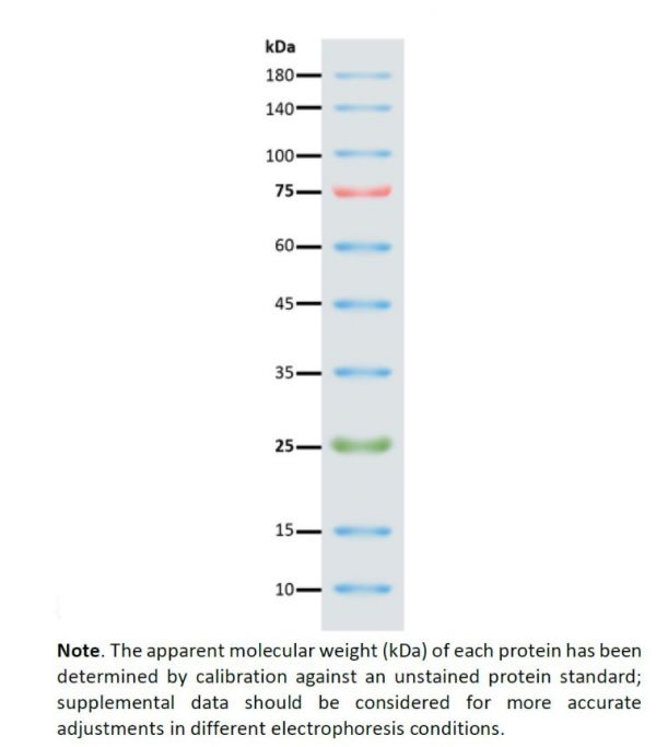 Prestained Protein Marker  預染蛋白質標記 GMP0671  GenColor Prestained Protein Marker, 10-170 kd Prestained Protein Marker  預染蛋白質標記, GMP0671  GenColor Prestained Protein Marker, 10-170 kd,Prestain Protein Ladder 10-180 kd,蛋白質預染標記﻿,PROTEINT MARKER,SM0671,SM1840,SM8250