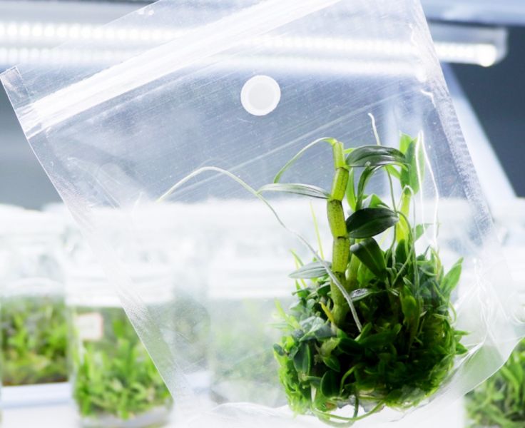 加厚抗皺 組培袋 植物組培袋 無菌耐高溫塑膠組培袋含透氣膜高透光 夾鏈袋計 可立式培養袋子加厚抗皺 一次性組培袋 10個/包 加厚抗皺 組培袋 植物組培袋 無菌耐高溫塑膠組培袋含透氣膜高透光,夾鏈袋計組培袋,可立式培養袋子,加厚抗皺 一次性組培袋