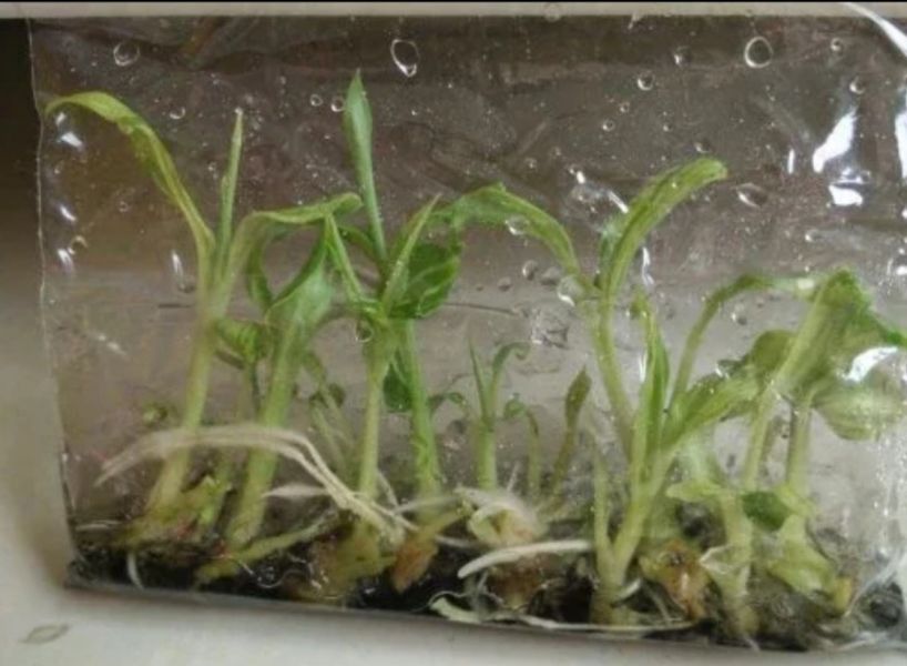 加厚抗皺 組培袋 植物組培袋 無菌耐高溫塑膠組培袋含透氣膜高透光 夾鏈袋計 可立式培養袋子加厚抗皺 一次性組培袋 10個/包 加厚抗皺 組培袋 植物組培袋 無菌耐高溫塑膠組培袋含透氣膜高透光,夾鏈袋計組培袋,可立式培養袋子,加厚抗皺 一次性組培袋