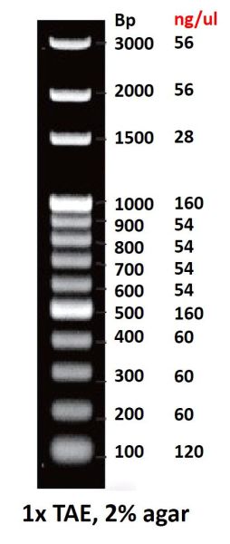 ZG100bp DNA Ladder DNA核酸標記  (Ready to use)  800ul​ ZG100, ZG100bp DNA Ladder DNA核酸標記,
DNA MARKER,100BP DNA核酸標記