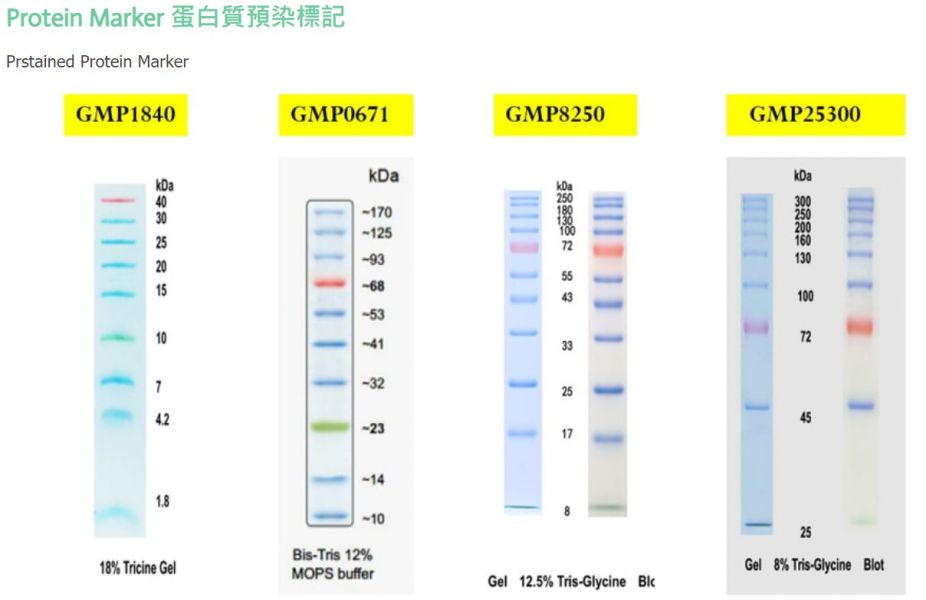 Prestained Protein Marker  預染蛋白質標記 GMP0671  GenColor Prestained Protein Marker, 10-170 kd Prestained Protein Marker  預染蛋白質標記, GMP0671  GenColor Prestained Protein Marker, 10-170 kd,Prestain Protein Ladder 10-180 kd,蛋白質預染標記﻿,PROTEINT MARKER,SM0671,SM1840,SM8250