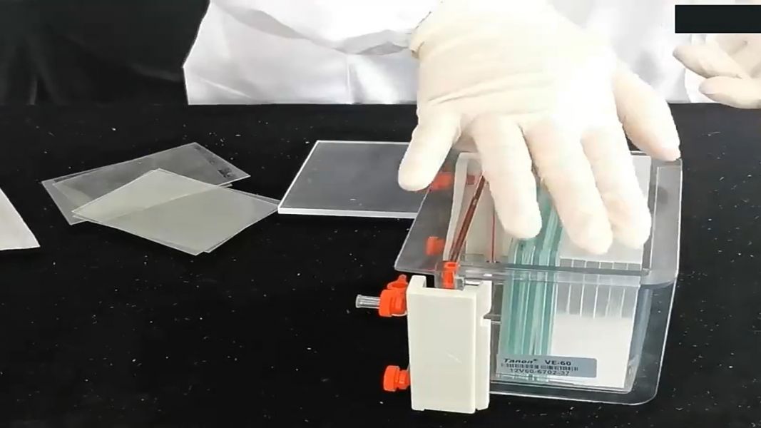 垂直電泳槽 多片製膠器 蛋白質電泳槽 多板製膠器 多片製膠器 可製膠4-12片膠  製做膠適合BIORAD 迷您垂直電永槽 垂直電泳槽 多片製膠器 蛋白質電泳槽 多板製膠器 多片製膠器 可製膠4-12片膠  製做膠適合BIORAD 迷您垂直電永槽