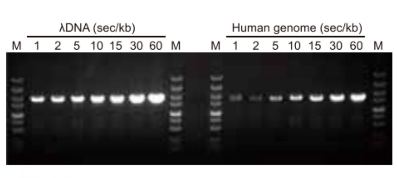 Phanta Max Super-Fidelity DNA Polymerase 超高保真高長度耐熱核酸酶 Phanta Max Super-Fidelity DNA Polymerase 超高保真高長度耐熱核酸酶,超高保真 ,長片段放大,高效率超強聚合酶,LONG PCR,DNA TAQ,HIFI TQA,