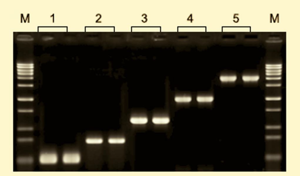 優質 ZGENE Taq DNA Polymerase TAQ PCR 耐熱核酸聚佮酶 PCR酵素 ZGENE Taq DNA Polymerase TAQ PCR 耐熱核酸聚佮酶, PCR酵素
