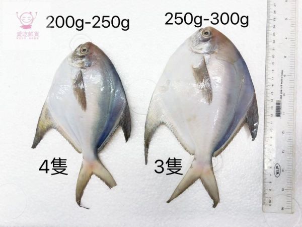 (免運專案)白鯧魚每隻250G以上*6隻(去鰓去肚去鱗+真空) 嚴選產地冷凍海鮮食材,低溫宅配,滿額免運,讓您簡單料理海鮮。烤肉、火鍋、露營、冷凍蝦宅配/批發/零售海鮮食材. 海鮮食材專區專區.