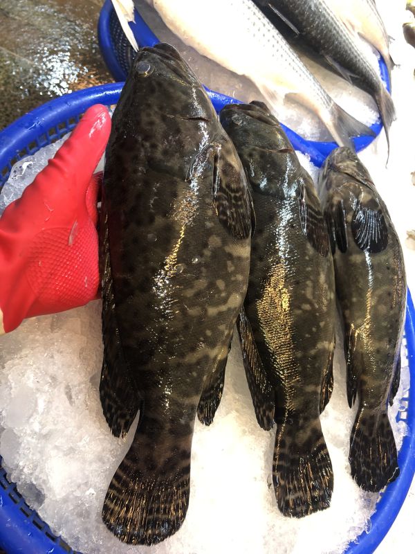 龍膽石斑魚每隻600G(去鰓去肚去鱗) 石斑魚每隻600G(去鰓去肚去鱗)