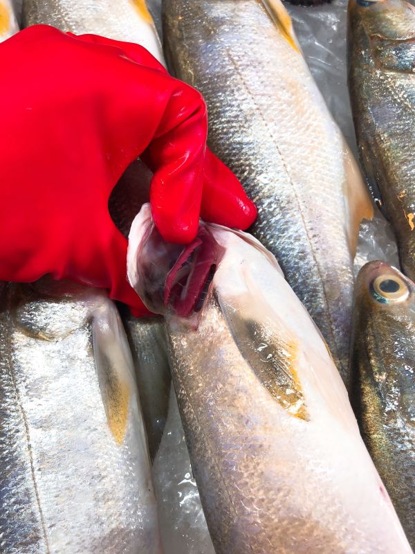 午魚(去魚鰓去魚肚去魚鱗+真空)4隻/5隻 嚴選產地冷凍海鮮食材,低溫宅配,滿額免運,讓您簡單料理海鮮。烤肉、火鍋、露營、冷凍蝦宅配/批發/零售海鮮食材. 海鮮食材專區專區.