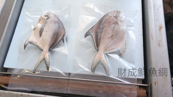 (免運專案)白鯧魚每隻250G以上*6隻(去鰓去肚去鱗+真空) 嚴選產地冷凍海鮮食材,低溫宅配,滿額免運,讓您簡單料理海鮮。烤肉、火鍋、露營、冷凍蝦宅配/批發/零售海鮮食材. 海鮮食材專區專區.