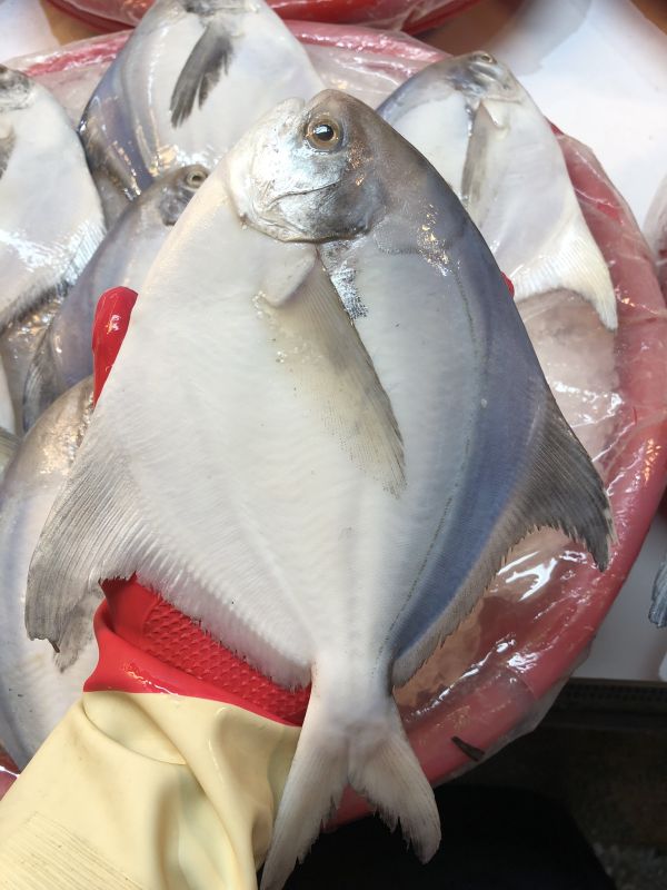 白鯧魚(去鰓去肚去鱗+真空) 嚴選產地冷凍海鮮食材,低溫宅配,滿額免運,讓您簡單料理海鮮。烤肉、火鍋、露營、冷凍蝦宅配/批發/零售海鮮食材. 海鮮食材專區專區.