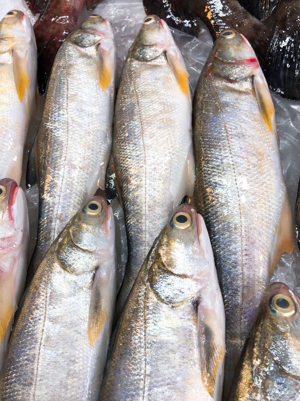 午魚(去魚鰓去魚肚去魚鱗+真空)4隻/5隻 嚴選產地冷凍海鮮食材,低溫宅配,滿額免運,讓您簡單料理海鮮。烤肉、火鍋、露營、冷凍蝦宅配/批發/零售海鮮食材. 海鮮食材專區專區.