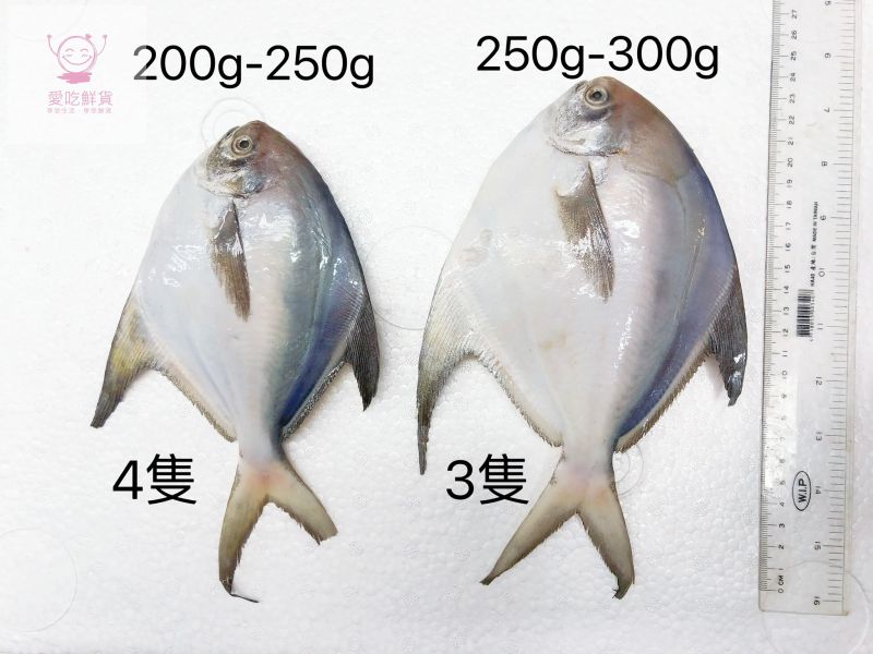 白鯧魚(去鰓去肚去鱗+真空) 嚴選產地冷凍海鮮食材,低溫宅配,滿額免運,讓您簡單料理海鮮。烤肉、火鍋、露營、冷凍蝦宅配/批發/零售海鮮食材. 海鮮食材專區專區.