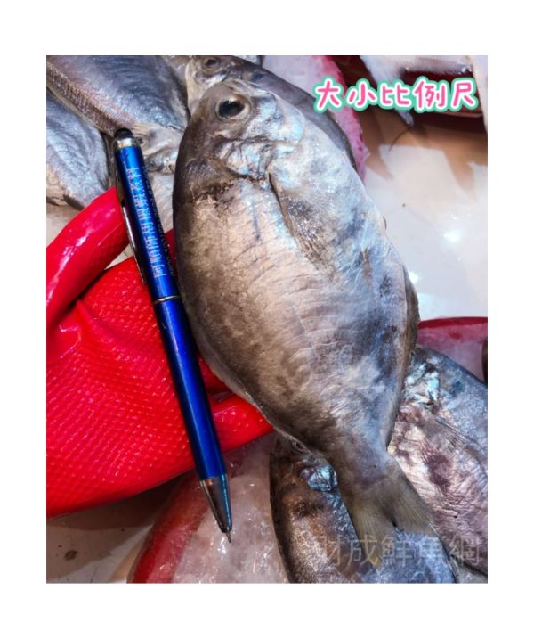 肉魚12隻(每隻120-150G) 鬆買海鮮,買海鮮首選,海鮮宅配專家,網購海鮮,滿額免運,讓您簡單料理海鮮,海鮮美味上桌,買魚的好地方。