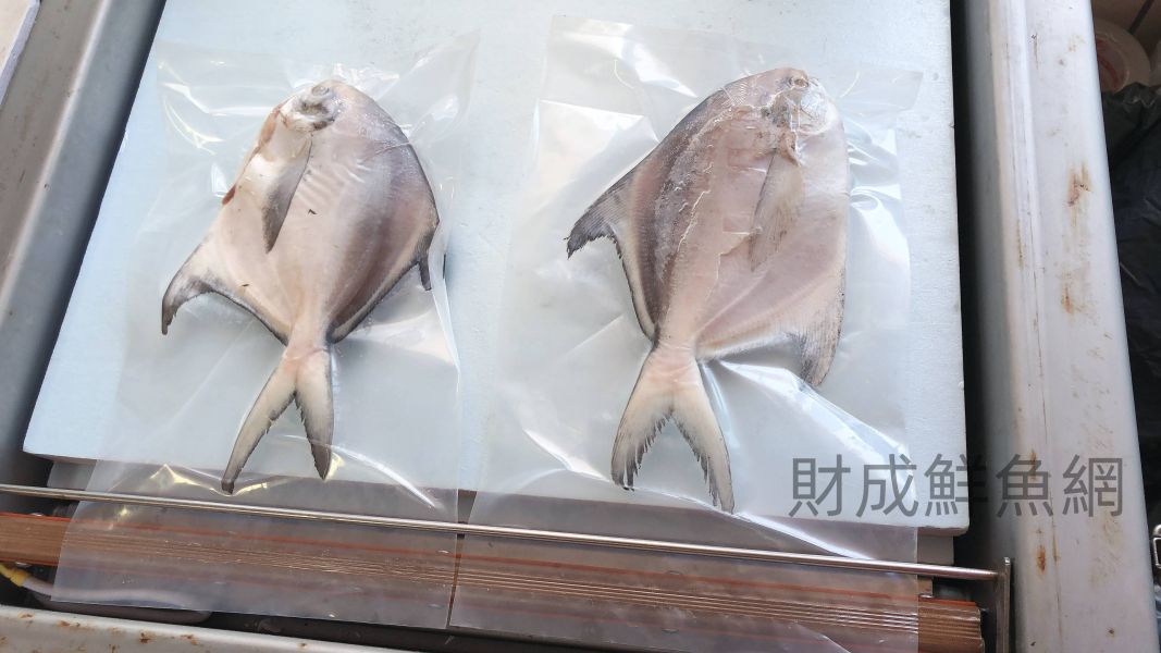 白鯧魚(去鰓去肚去鱗+真空) 嚴選產地冷凍海鮮食材,低溫宅配,滿額免運,讓您簡單料理海鮮。烤肉、火鍋、露營、冷凍蝦宅配/批發/零售海鮮食材. 海鮮食材專區專區.