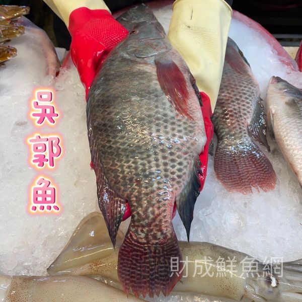 吳郭魚1隻(去鰓去肚去鱗+真空) 吳郭魚