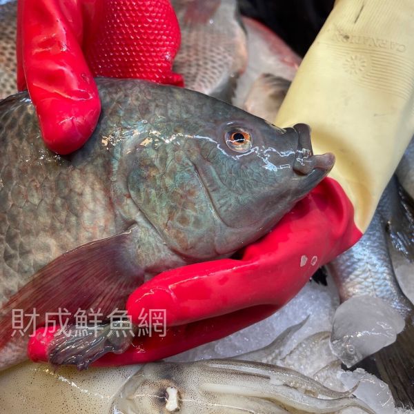 吳郭魚1隻(去鰓去肚去鱗+真空) 吳郭魚