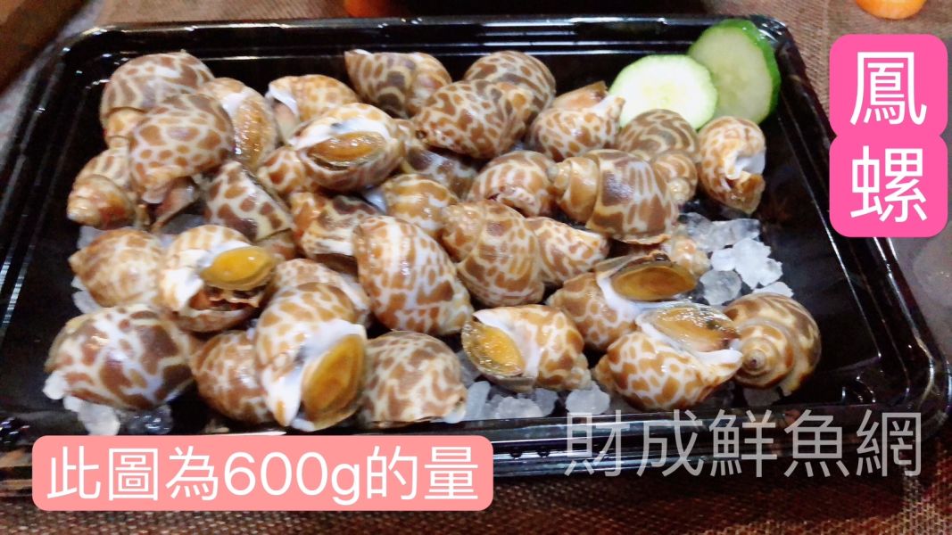 鳳螺(每包600g) 輕鬆買海鮮,買海鮮首選,海鮮宅配專家,網購海鮮,