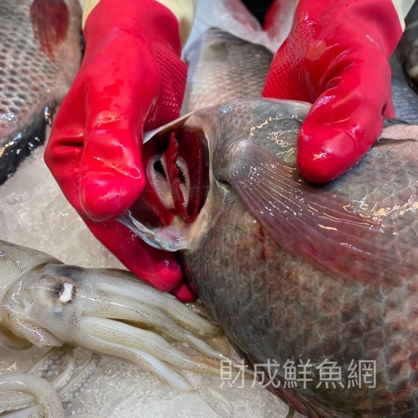 吳郭魚1隻(去鰓去肚去鱗+真空) 吳郭魚