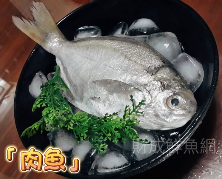 肉魚12隻(每隻120-150G) 鬆買海鮮,買海鮮首選,海鮮宅配專家,網購海鮮,滿額免運,讓您簡單料理海鮮,海鮮美味上桌,買魚的好地方。