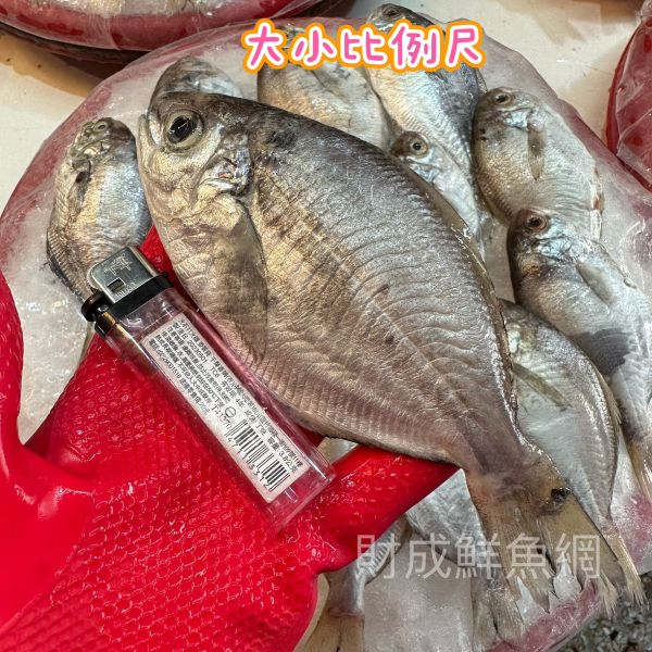 肉魚9隻(每隻90-100G) 鬆買海鮮,買海鮮首選,海鮮宅配專家,網購海鮮,滿額免運,讓您簡單料理海鮮,海鮮美味上桌,買魚的好地方。