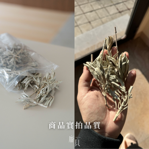 白鼠尾草 