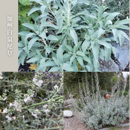 白鼠尾草 