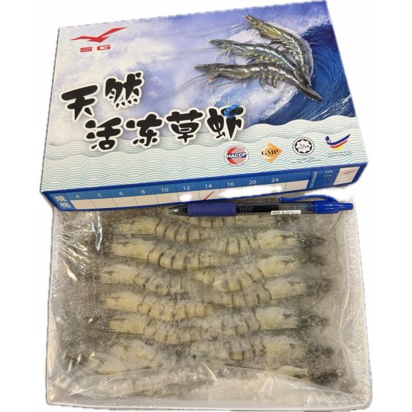 馬來西亞活凍草蝦淨重260g 
