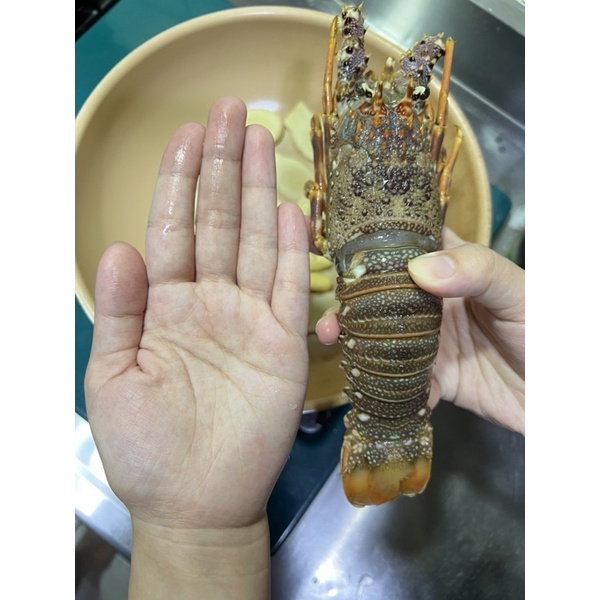 葉門小龍蝦/巴西龍蝦尾4盎司 