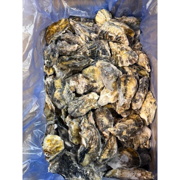 1公斤約12顆日本全殼生蠔1顆約80-100g兵庫生蠔/10顆裝 